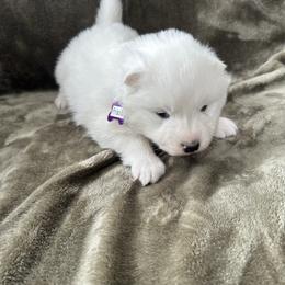 Priscilla - White female Samoyed puppy in Atkinson, Nebraska from Sandhills Samoyeds
