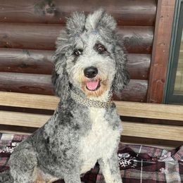 Teeter - Bernedoodle