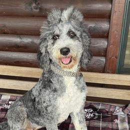 Teeter - Bernedoodle