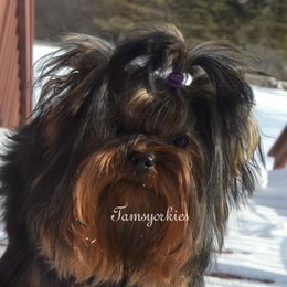 Izzy - Yorkshire Terrier