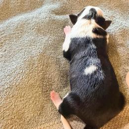 September - Black and white female Border Collie puppy in Lebanon, Oregon from Cahill’s Canines