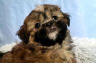 Shih Tzu puppy