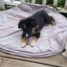 ORANGIA - Black tri female Miniature American Shepherd puppy in Rensselaerville, New York from Callen Kennels