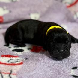 Yellow - Black female Cane Corso puppy in Paris, Texas from Knucklehead Cane Corso