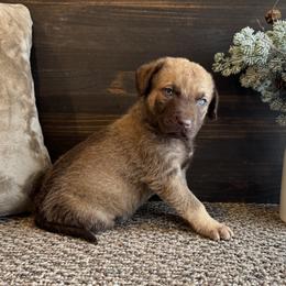 Atlas - Deadgrass male Chesapeake Bay Retriever puppy in Ulen, Minnesota from North Wind Gundogs