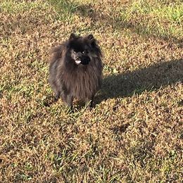 Rio 😇 - Pomeranian