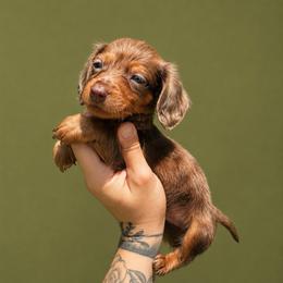 Otis - Dapple male Dachshund puppy in Augusta, Georgia from Cherokee Hill Dachshunds