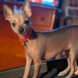 Chihuahua and Chinese Crested Puppies from Western Kentucky Chihuahua’s and Chinese Crested’s
