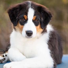Nova - Black tri female Miniature American Shepherd puppy in Tonopah, Arizona from King's Miniature American Shepherds