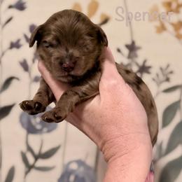 Spencer - Merle male Goldendoodle puppy in Blanchard, Oklahoma from Dream Doodles by Dondi