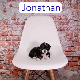 Jonathan - Tri-color male Bernedoodle puppy in Calhoun, Georgia from Happy Top Doodles