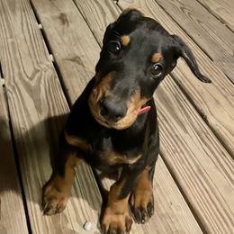 Ember - Black and rust female Doberman Pinscher puppy in Blanchester, Ohio from Battle Creek Dobermans