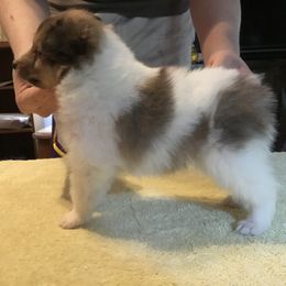 Shetland Sheepdog Puppies from Belmar Shetland Sheepdogs