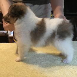 Shetland Sheepdog Puppies from Belmar Shetland Sheepdogs
