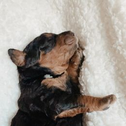 Bernedoodle Puppies from Waverly Farm Bernedoodles