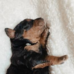 Bernedoodle Puppies from Waverly Farm Bernedoodles