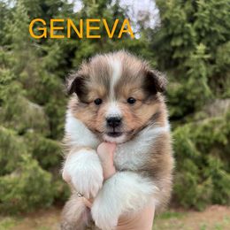 Geneva - Sable and white Shetland Sheepdog puppy in Bainbridge, New York from Royal Tea Shelties