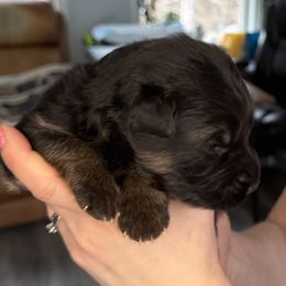 Boy 4 - Black and red German Shepherd puppy in Maple Grove, Minnesota from Von Palmore Hof