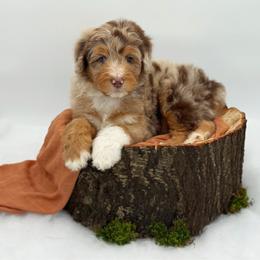 Boy 3 - Red merle male Aussiedoodle puppy in Manteca, California from Silva Ranch Doodles