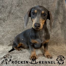 Storm - Dachshund