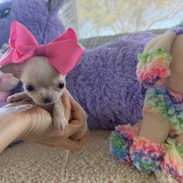 Girl 2 6500 - White female Chihuahua puppy in Miami, Florida from Natalias Tiny Chihuahuas