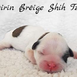 AKC Brindle & White Parti Male - Brindle and white male Shih Tzu puppy in Las Vegas, Nevada from Beirin Breige Shih Tzus