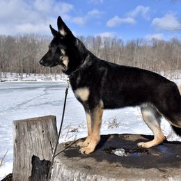 German Shepherd All Grown Up from Diamond Peak German Shepherds
