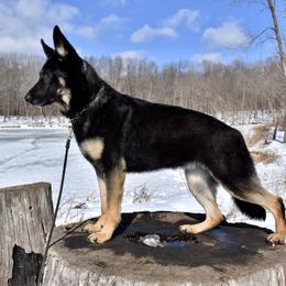 German Shepherd All Grown Up from Diamond Peak German Shepherds