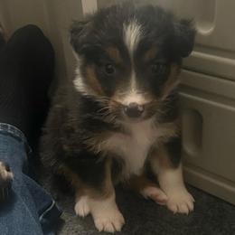 Storm - Blue merle female Australian Shepherd puppy in Hemet, California from Perfect Companion Aussie's