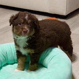 Copper Doodle Valentine - Red tri-color male Aussiedoodle puppy in Charlestown, Indiana from Forever Aussies and A Doodle