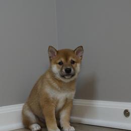Shiba Inu Puppies from Veronika's Shiba Inus
