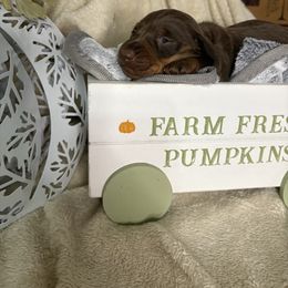 Compton - Chocolate and tan male Dachshund puppy in Richwood, West Virginia from Wild and Wonderful Wieners