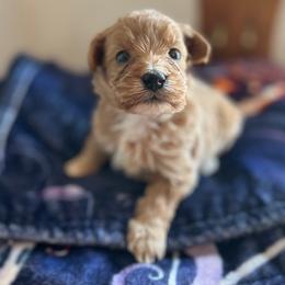 Daphney - Red  female Goldendoodle puppy in Cumberland, Rhode Island from minigoldendoodlesofRI