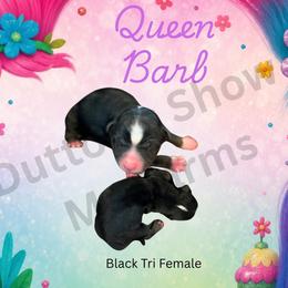 Queen barb - Black tri female Miniature Australian Shepherd puppy in Oronogo, Missouri from Dutton's Show Me Farms