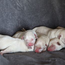 Labrador Retriever Puppies from TLC Retrievers