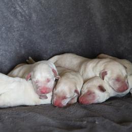 Labrador Retriever Puppies from TLC Retrievers