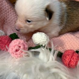 Mismark Girl 1 - Red female Pembroke Welsh Corgi puppy in Mountain View, Hawaii from Celtic Corgis