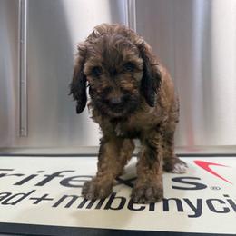 Calypso - Sable female Goldendoodle puppy in Howard City, Michigan from Doodles and Chaos