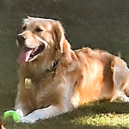 Golden Retrievers from Golden Brick Road Golden Retrievers