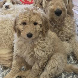 Rosie girl - Bernedoodle