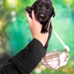Bento - Black male Dachshund puppy in Westport, Kentucky from Lonestar Creek Farm