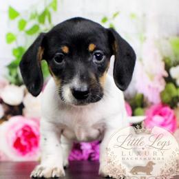 AKC Primrose - Black and tan female Dachshund puppy in Christiansburg, Virginia from Little Legs Luxury Dachshunds LLC