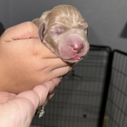 Pumpkin - Silver female Great Dane puppy in Temple, Texas from Splashed To Perfection Farms