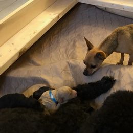 Poodle Puppies from Deborah Busch Poodles