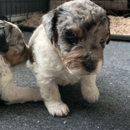 Aussiedoodle Puppies from Olive Tree Mini Aussiedoodles