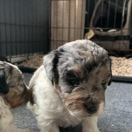 Aussiedoodle Puppies from Olive Tree Mini Aussiedoodles