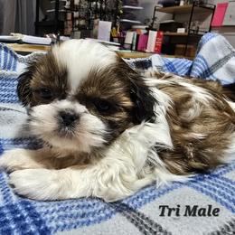 Tri Color and White Boy - Red and white male Shih Tzu puppy in Tenino, Washington from Dolled Up Pup