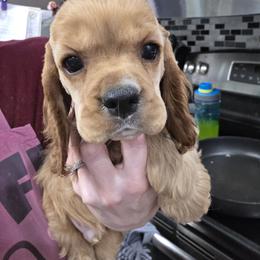 Big Mac - Red male Cocker Spaniel puppy in Northampton, Pennsylvania from ChristMos Cockers
