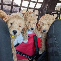 Double Doodle and Goldendoodle Puppies from Big Red Paw Doodles