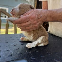 Bernedoodle, Double Doodle, and Saint Berdoodle Puppies from Remington Kennels, LLC
